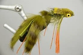 MFC Galloup's Nancy P - Olive 3 MFC Galloup's Nancy P - Olive