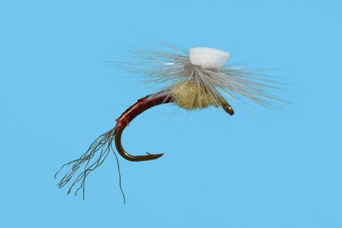 Solitude Brook's Sprout - PMD 3 Solitude Brook's Sprout - PMD