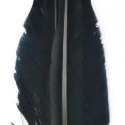 Nature's Spirit Goose Quills