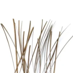 Nature's Spirit Feathers & Marabou Hand Stripped Peacock Quill