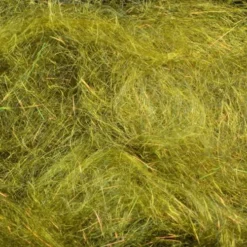 Rohmer Arizona Diamond Hair