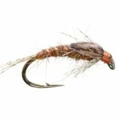 Umpqua Hunchback Infrequens