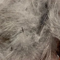 Nature's Spirit Swiss CDC 100% Natural Dyed Grade