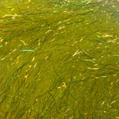 Hareline Ripple Ice Fiber