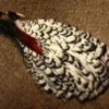 Nature's Spirit Feathers & Marabou Lady Amherst Pheasant Complete Neck