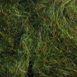 Rohmer Arizona Mega Simi Seal