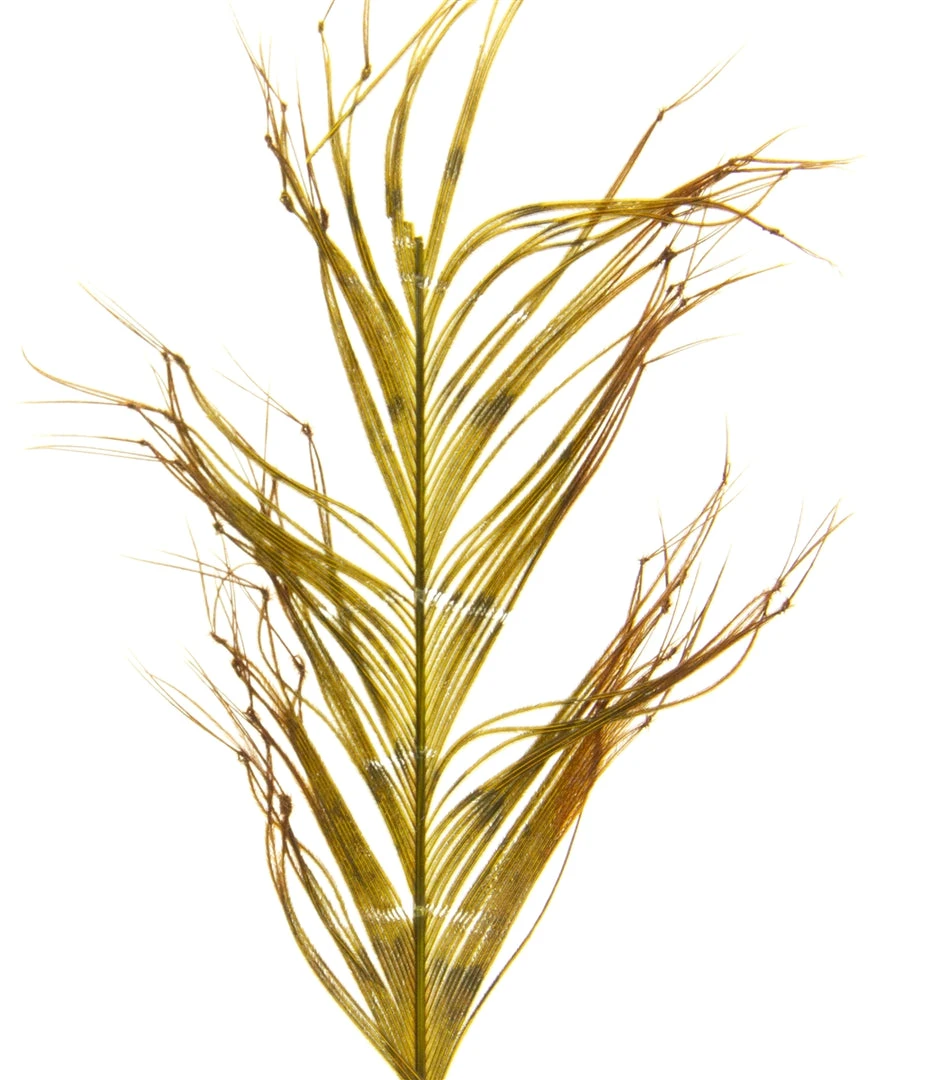 Semperfli Knotted Cranefly Legs Feathers & Marabou 5 Semperfli Knotted Cranefly Legs Feathers & Marabou