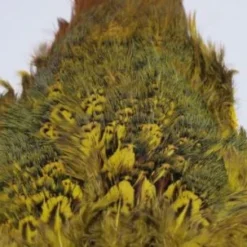 Nature's Spirit Feathers & Marabou Fish Hunter Ringneck Pheasant Rump Patch