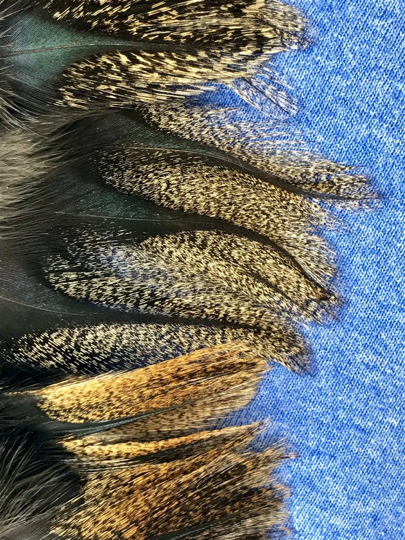 Pablo Hackle Spanish Coq De Leon 4 Pablo Hackle Spanish Coq De Leon