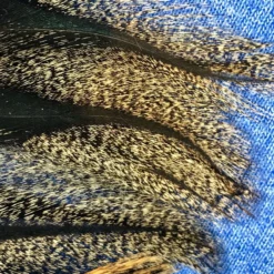 Pablo Hackle Spanish Coq De Leon 7 Pablo Hackle Spanish Coq De Leon