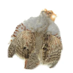 Nature's Spirit Select Partridge Skin, Natural Hackle