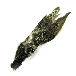 Hackle Nature's Spirit Starling Skin