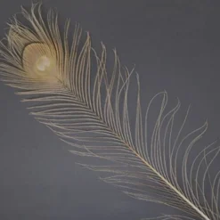 Spirit River Dyed Peacock Eyes Feathers & Marabou